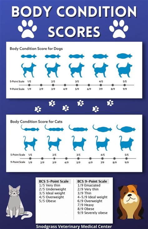 How To Calculate Your Pets Body Condition Score Snodgrass Veterinary