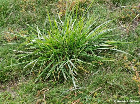 5 Common Weeds In Bermuda Grass Workhabor Workhabor