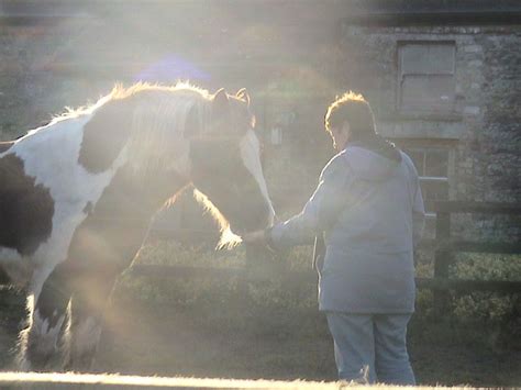 How Horses Help Humans Human Horse Harmony