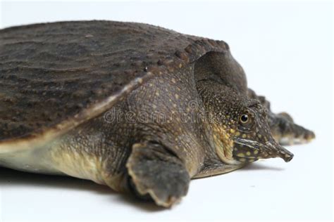 Common Softshell Turtle Or Asiatic Softshell Turtle Amyda Cartilaginea Stock Image Image Of