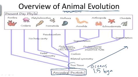Evolutionary Trends In Animals Example 1 Video Biology Ck 12