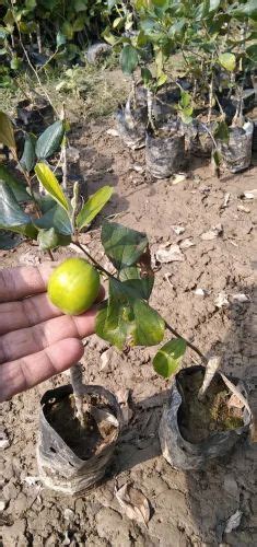 Full Sun Exposure Green Thai Apple Ber Plant Grafted Plant For Fruits At Rs 18piece In North