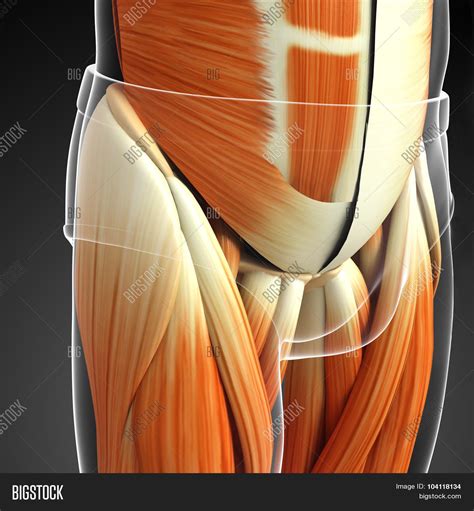 Male Pelvic Muscles Image And Photo Free Trial Bigstock