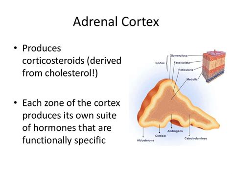 The Endocrine System - презентация онлайн