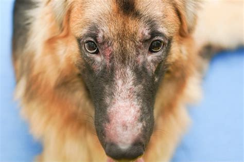 Infección Por Levaduras En Perros Causas Síntomas Y Tratamientos