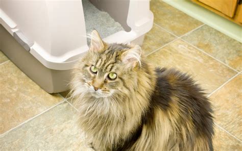 Reasons Cats Can Sometimes Stop Using The Litter Box Jacksonville