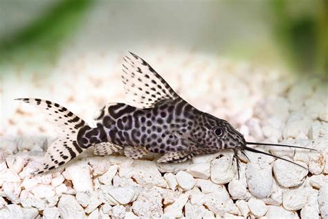 Featherfin Catfish Synodontis Euptera Ultimate Care Guide Fish