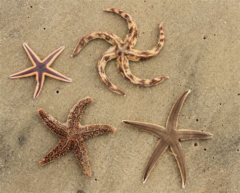 That Which We Call A Starfish Coastal Review