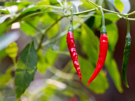 Maybe you would like to learn more about one of these? How to sow chillies for a home grown crop - The English Garden