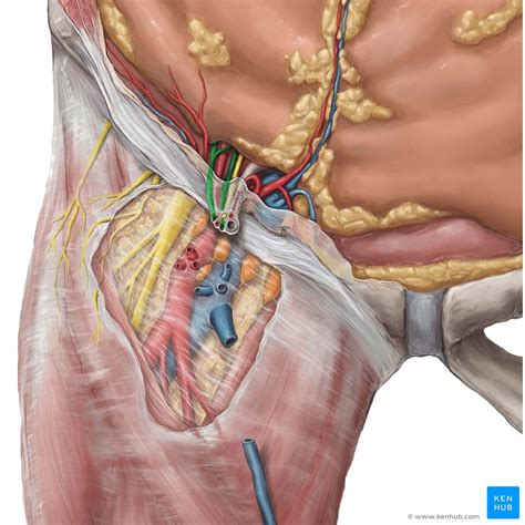 There is one inguinal canal on each side of the midline. Testes: Anatomy, definition and diagram | Kenhub