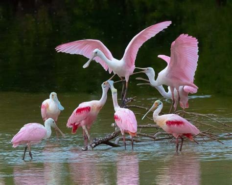 For financial reporting, their fiscal year ends on june 29th. Birds to Spot on Sanibel - Sundial Beach Resort & Spa ...