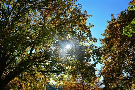 Autumn Leaves On Tree Tops With Sky And Sun Beams Stock Photo Image