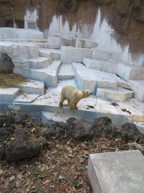 Polar Bear At Tennnoji Zoo Osaka Japan Patrickharpercr2 Flickr