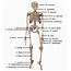 10 Human Body Systems Labeled Diagram