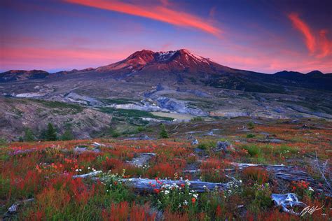 M412 Sunset Wildflowers And Mt St Helens Washington Randall J Hodges