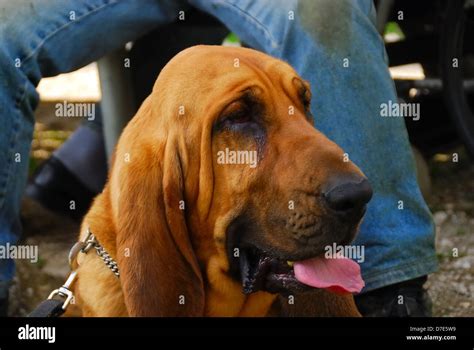 Portrait Of A Bloodhound Dog Stock Photo Alamy