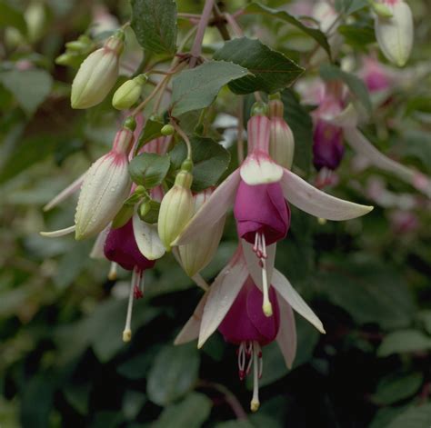 How To Grow Fuchsias Make Them The Centrepiece Of Your Borders Pots