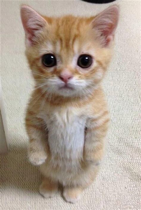 Kitten Standing Up For Emmett Pinterest Adorable