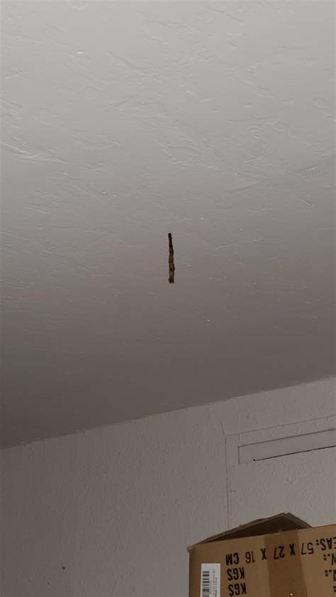 Strange Stick Or Poop Coming Down From Ceiling Rinsects