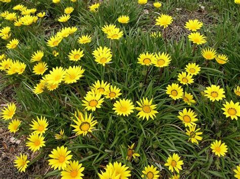 How To Grow Yellow Daisies In Your Garden 10 Charming Ideas Plants
