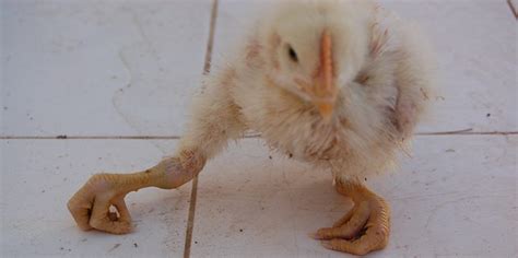 Conditions That Affects A Chickens Legs Toes And Claws