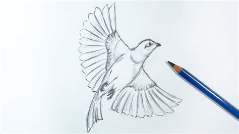 How To Draw A Realistic Bird Flying Step By Step