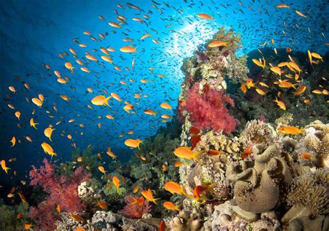 Факты об океане как среде обитания морской жизни Teacher