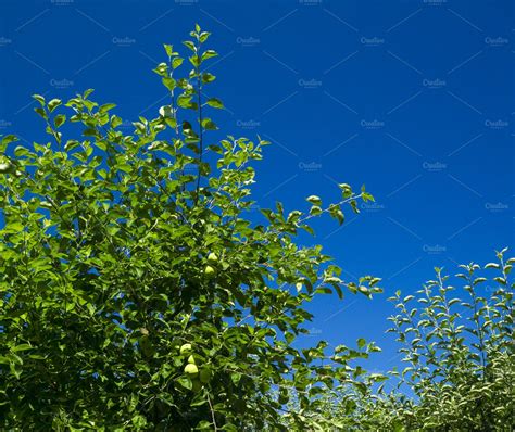 Green Tree Leaves Against Blue Sky Containing Sky Blue And Leaves