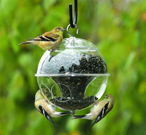 How To Attract And Feed Wild Birds In Your Home Backyard How To Build