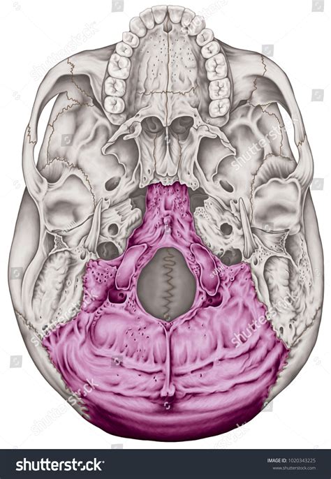 Occipital Bone Cranium Bones Head Skull Stock Illustration 1020343225