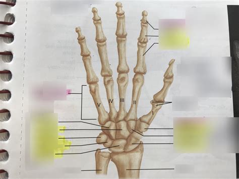 Lab 5 Appendicular Skeleton Hand Bones Diagram Quizlet