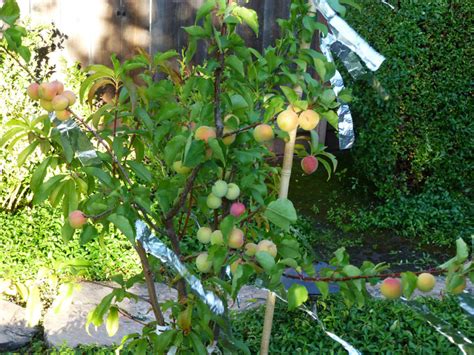 Keep the pruning of mature specimens to a minimum, cutting back leaders where necessary immediately after picking, rubbing out misplaced sideshoots as they appear and pinching the growing. Plant a Fruit Salad: Four Different Fruits Growing on the ...
