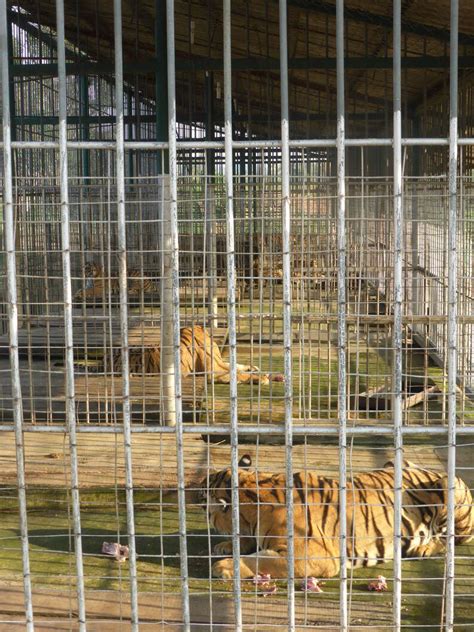 Tiger Farms Are Real — And Here’s Why You Should Care The Dodo