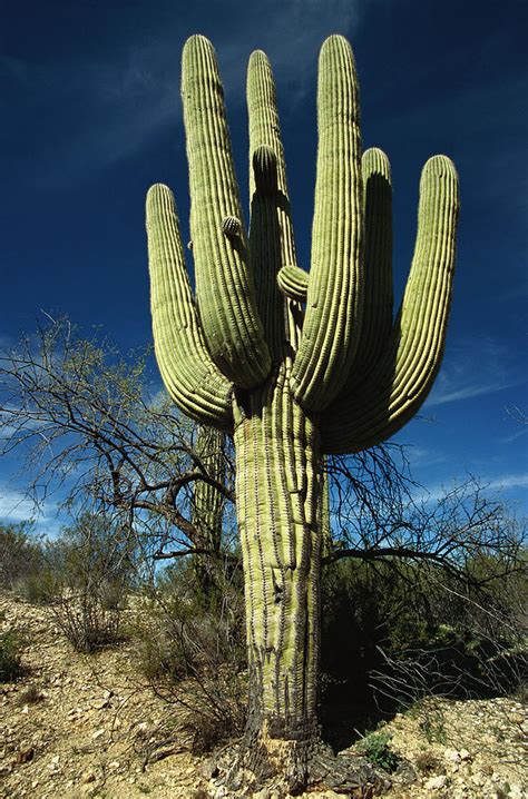 Saguaro Carnegiea Gigantea Cactus Photograph By Gerry Ellis