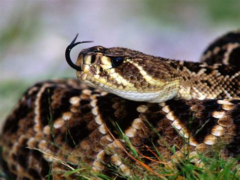 Las 10 Serpientes Más Venenosas Del Mundo