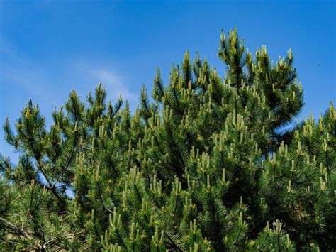 Austrian Pine Tree Growing Conditions Information On Austrian Pines