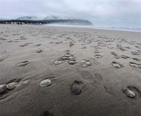 Thousands Of Sand Dollars Mysteriously Wash Ashore In Oregon In Mass
