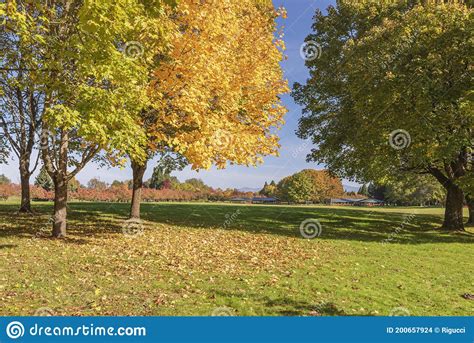 Autumn Gold In Blue Lake Park Oregon State Stock Photo Image Of