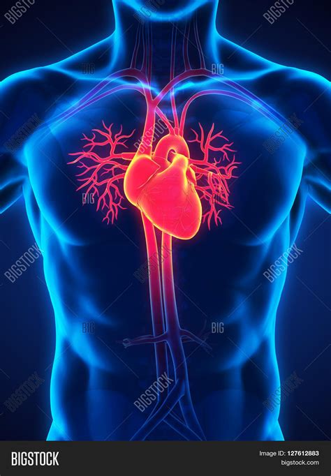 Human Heart Anatomy Image And Photo Free Trial Bigstock