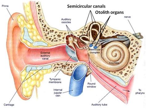 2 A Cut Away Illustration Of The Outer Middle And Inner Ear