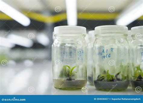 Plant Cell And Tissue Culture Technology Laboratory Stock Image Image