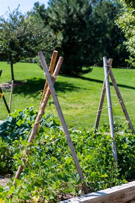 How To Create A Trellis In Your Garden Hgtv