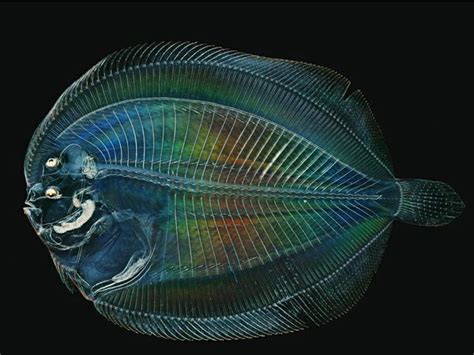 Larval Flounder Photograph By David Liittschwager National Geographic