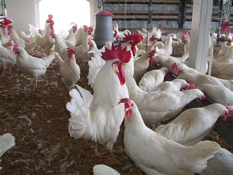 2024 En Çok Yumurtlayan Tavuk Cinsleri ve Tavuk Fiyatları eDevlet net