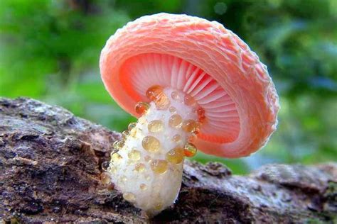 10 Beautiful And Special Mushrooms From Around The World Boglar Champ