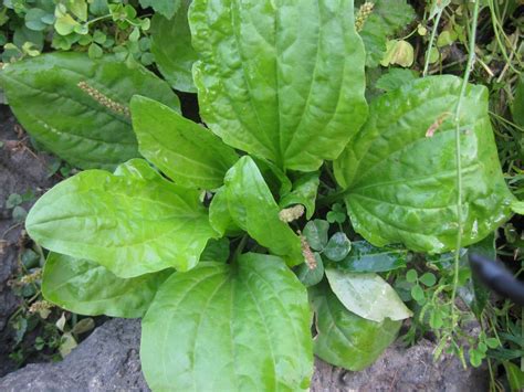 Edible Plant Guide To Tacony Creek Park Broadleaf Plantain Ttf Watershed