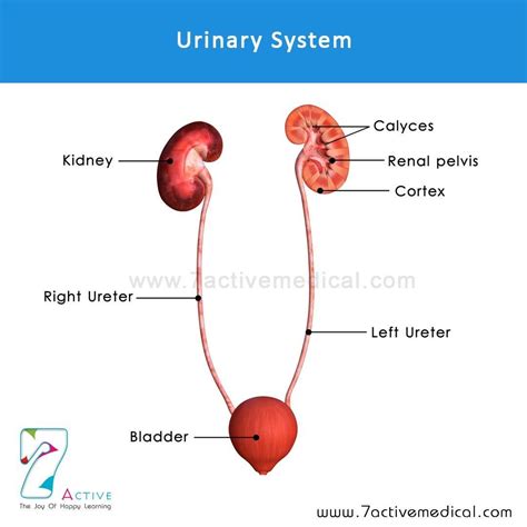 Urinary System Medical Illustration Bladder Pelvis