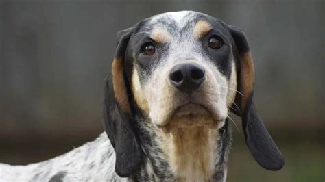 Bluetick Coonhound Price Temperament Life Span