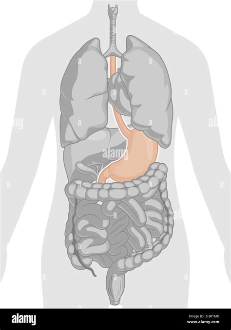 Anatomia Dello Stomaco Dell Organo Interno Umano Parte Del Corpo