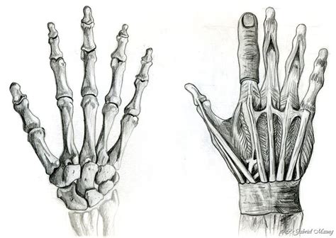 Bildresultat För Hands Anatomy Human Anatomy Drawing Skeleton